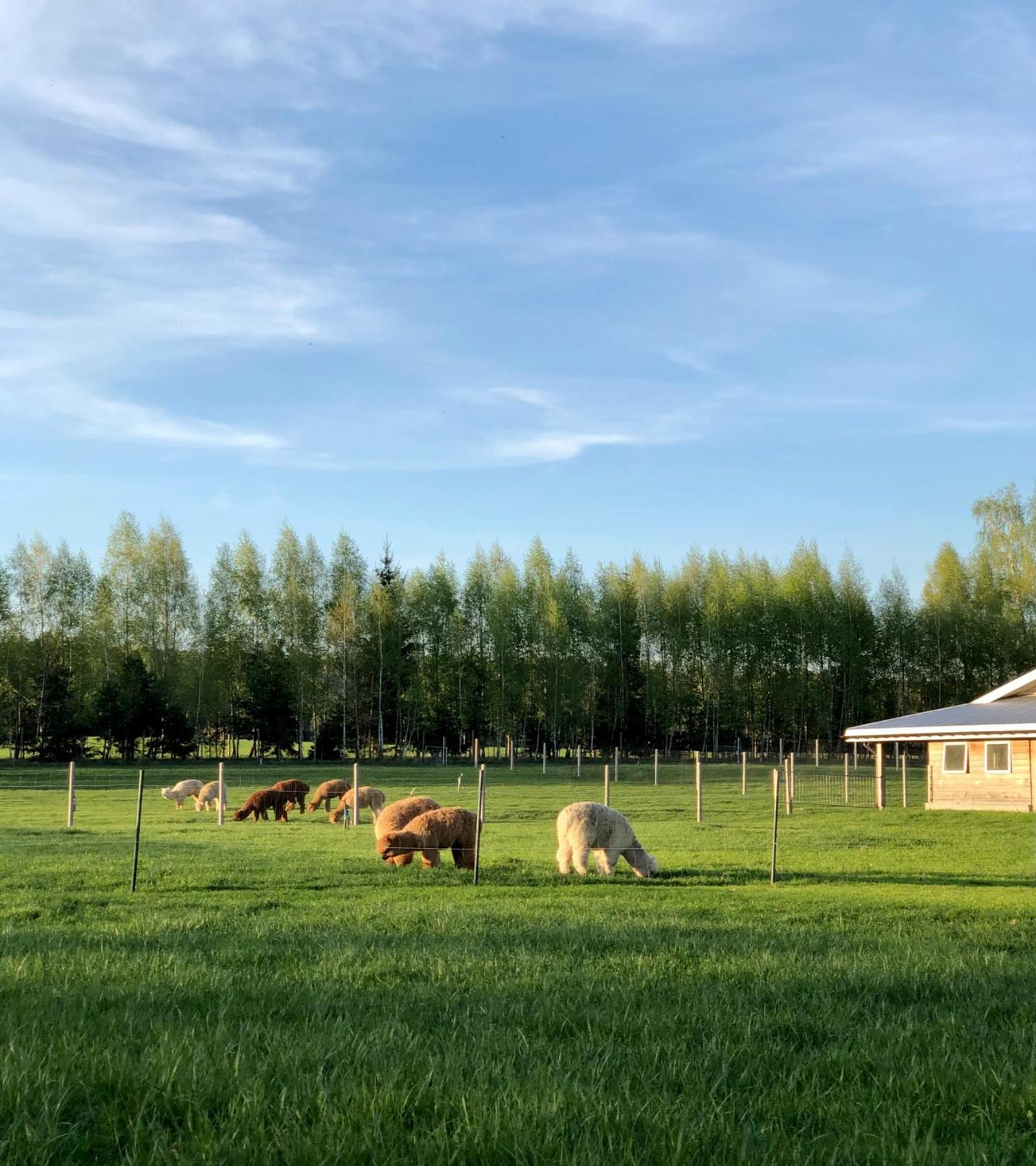 Alpakarium, Hodowla Alpak & Pensjonat Stara Kornica Eksteriør bilde